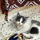 3 قطط ذكور للتبني عمر شهرين