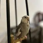 كروان متكلم وهدد