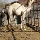 تم البيع تم البيع