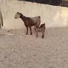 عنز قبرصية متاوم في المزاحمية