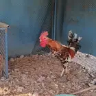 ديك ماكنتوش للبيع