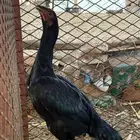 زوج فروخ شامو الماني