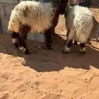 بهم تربيه رخال العدد 2