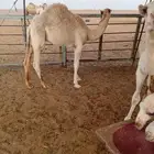 حشو لباني للبيع