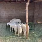 خرفان مشروطه