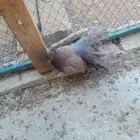 للبيع حمام زينه