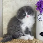 قطط سكوتش فولد قطط باندا قطط بيكي فيس هاف بيكي بيرشن قطه قط