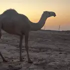 ابل للبيع