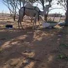 ناقه ولدها