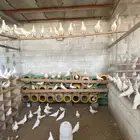 أجواز حمام فرنسي سوبر جامبو