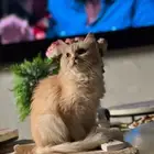 قطه   بسه للتبني