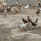 صوص بلدي