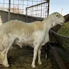 طلي فحل جذع