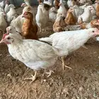 فراخ دجاج براهما الماني خوارج