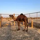 بكره ثنيه القحه