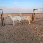 حريات مقرعه