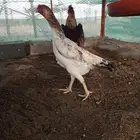 دجاج شامو يباني