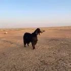 تيس فحل