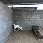 شاه حريه تحتها رخل روم وسلمم سنها توها مشلعه سديس