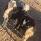 طليان للبيع