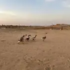 وز عراقي