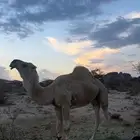 بعير رماني رباع تضهر سدسه