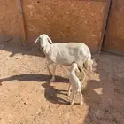 حرية تامه معها رخل عمرها يوم