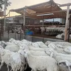 غنم حريات 30 راس