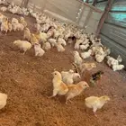 صيصان بلدي فواتح