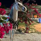 حصان واهو مكس