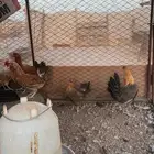 دجاج