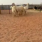 نجد عيس.