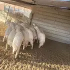 غنم حريات