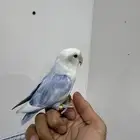 روز تم البيع