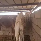 قعود عفر وبكره حمراء عمر 8 شهور