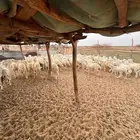 طليان حري