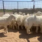 طليان حبص ذبايح جبره