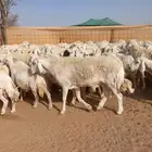 غنم حرش العدد92