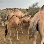 ابل خلفات عوادي