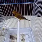 ذكور سوري