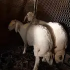 للبيع طليان جذعان نظيفه شرط