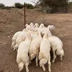 بهم للبيع العدد 16