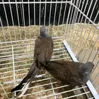 يمام ماسي ماكينة انتاج ماشاءالله