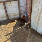 ديوك للبيع