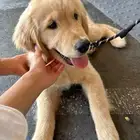 جولدن ريتريفر