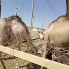 قعدان صومالي تيوس صومالي