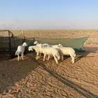 بهم حري 6 خرفان