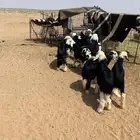 للبيع بهم طيب نجدي
