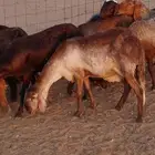 غنم سواكن دفيع ومضاريع وولد