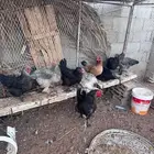 دجاج براهما